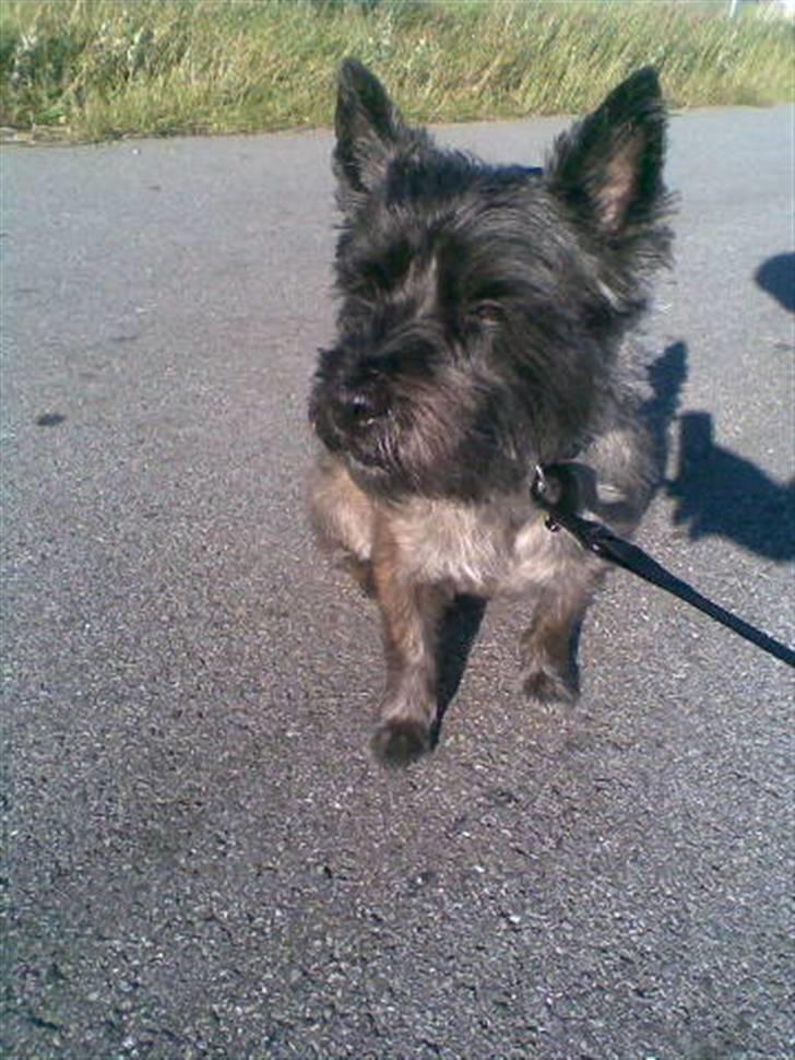 Cairn terrier Mickey billede 8