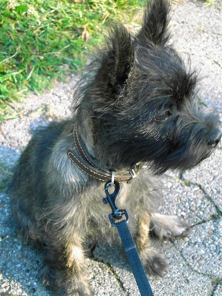 Cairn terrier Mickey billede 9