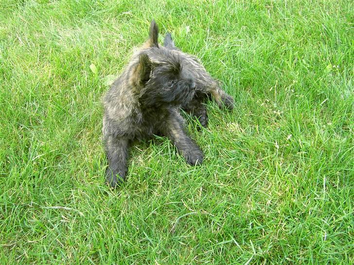 Cairn terrier Mickey billede 10