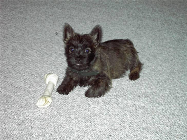 Cairn terrier Mickey billede 11