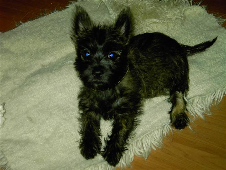 Cairn terrier Mickey billede 12