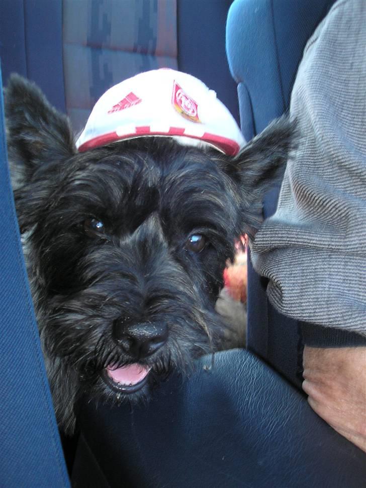 Cairn terrier Mickey billede 13