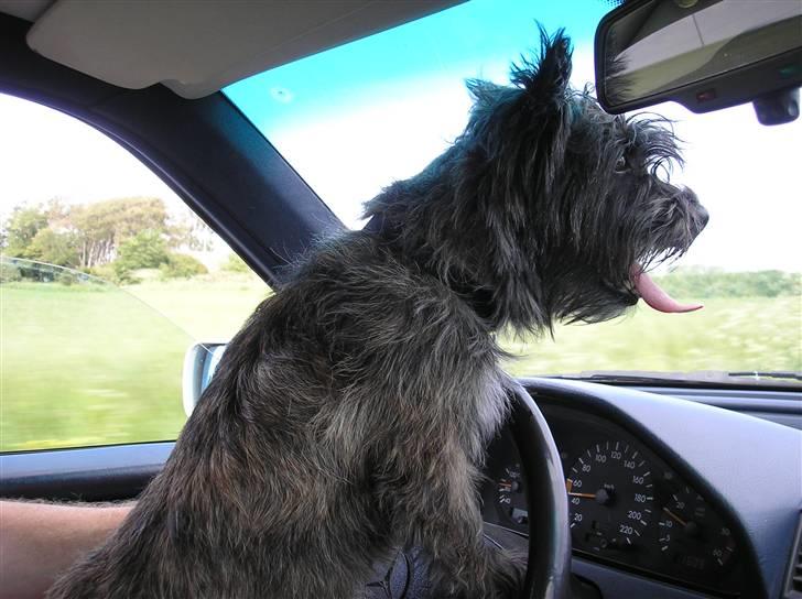 Cairn terrier Mickey billede 14