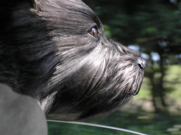 Cairn terrier Mickey billede 15