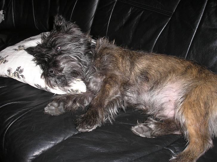 Cairn terrier Mickey billede 16