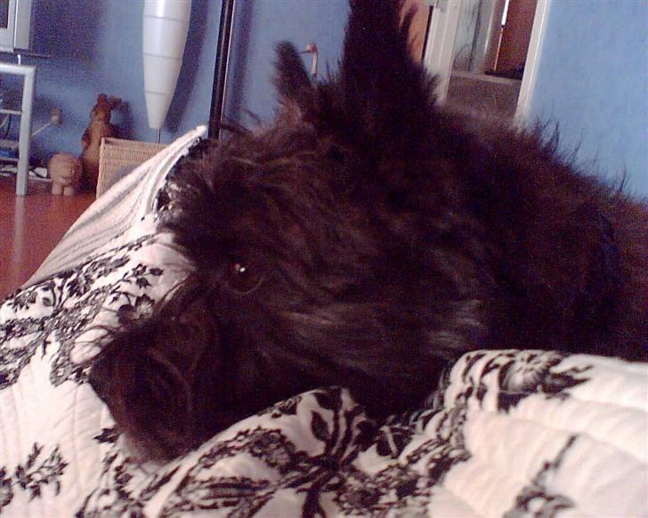 Cairn terrier Mickey billede 17