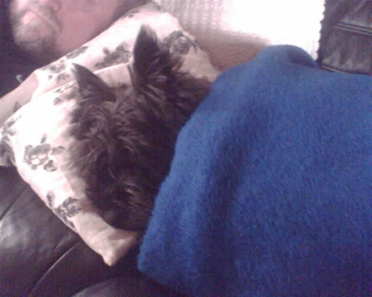 Cairn terrier Mickey billede 18