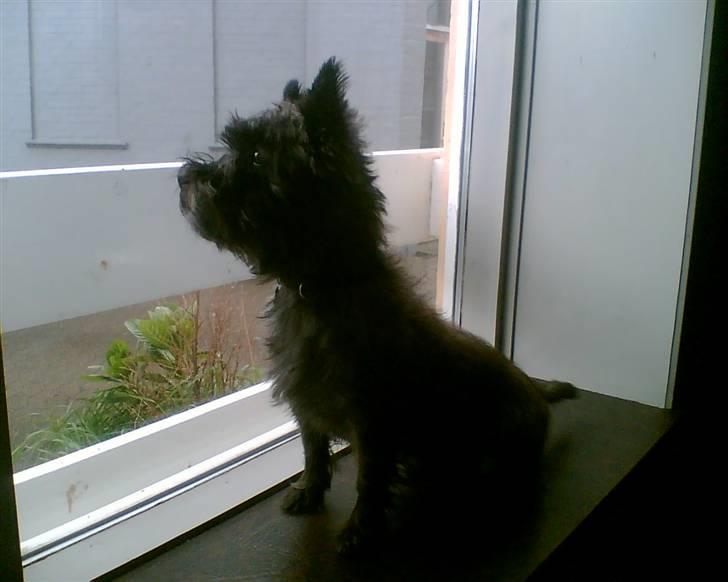 Cairn terrier Mickey billede 19