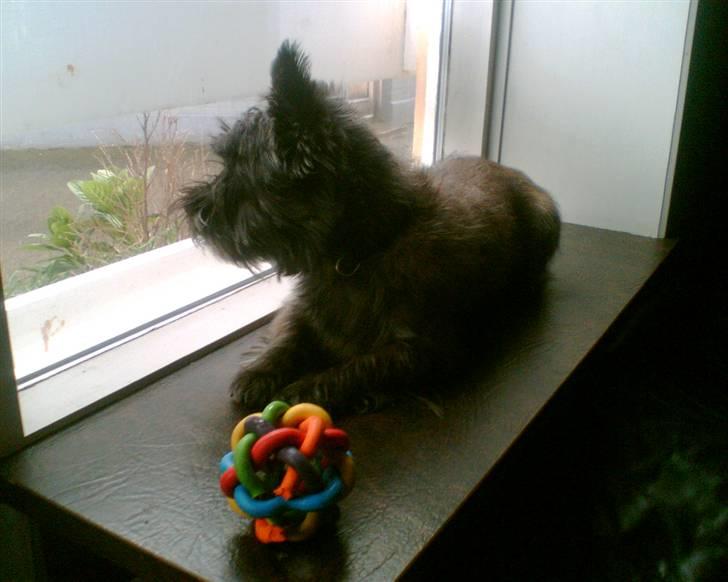 Cairn terrier Mickey billede 20