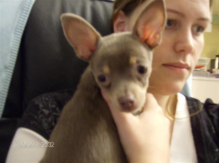 Chihuahua Shelby *03.10.* billede 15