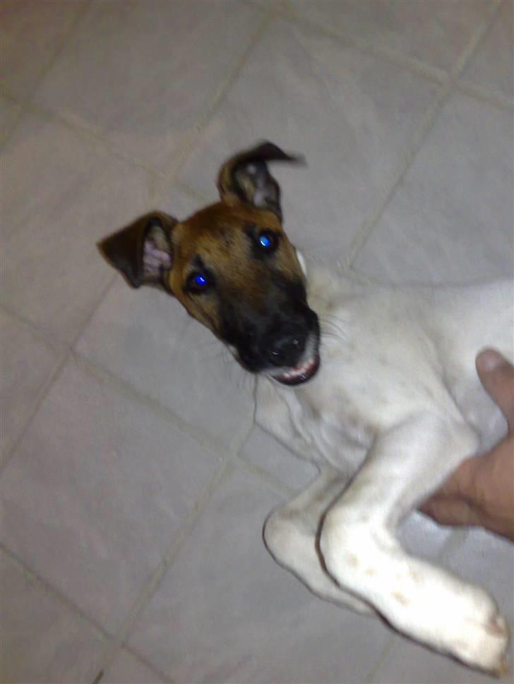 Glathåret foxterrier Eddie - Eddie I sit es ( leger med far) billede 17