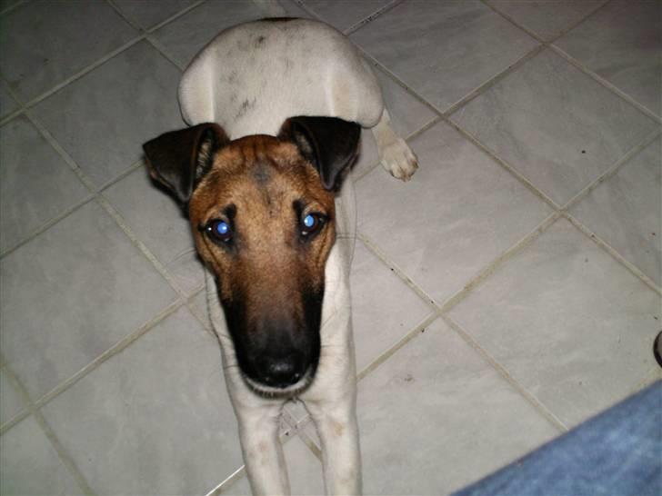 Glathåret foxterrier Eddie - Sagde du noget ??  billede 18