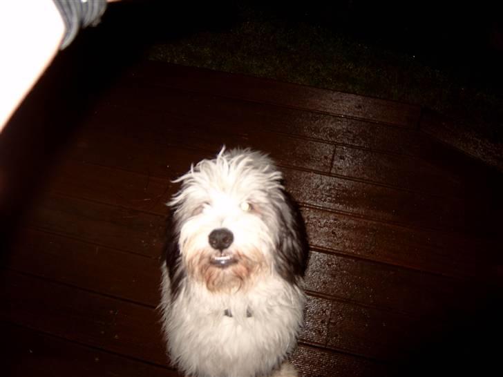 Polski owczarek nizinny Pjuske billede 19