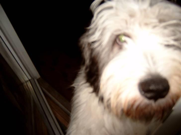 Polski owczarek nizinny Pjuske billede 20