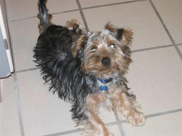 Australian silky terrier Buster billede 7
