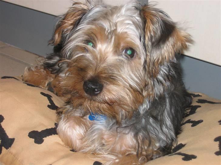 Australian silky terrier Buster billede 8