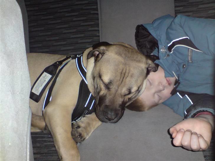 Dogo canario Zera  - Så er der stille i bilen :D billede 9