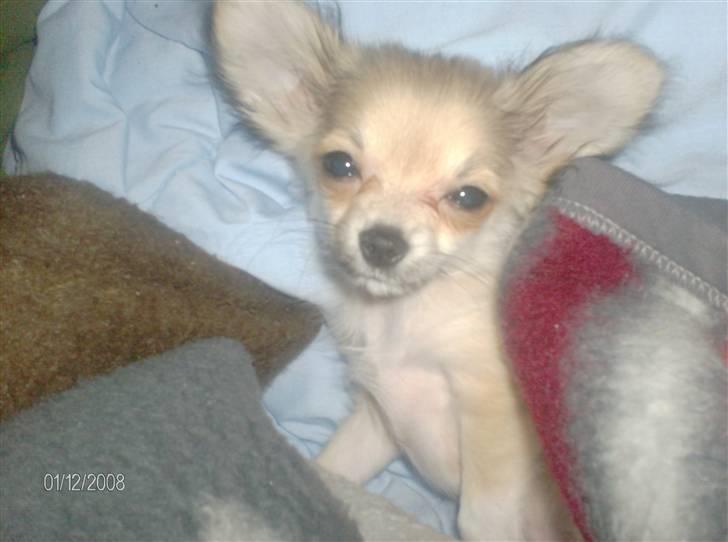 Chihuahua lille my  - årh det er så hårdt at være lille hehe  billede 4