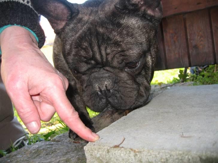 Fransk bulldog Wolfgang - Hvad er det vi ser efter makker....? billede 16