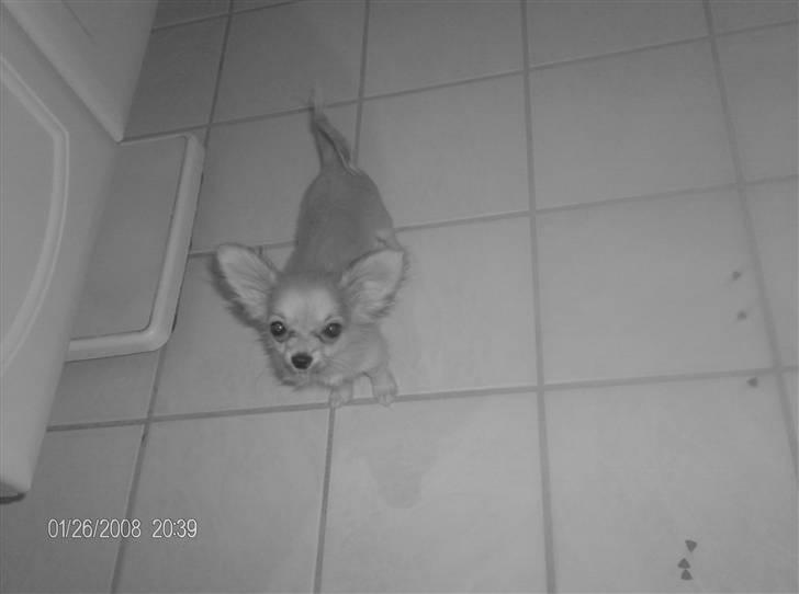 Chihuahua lille my  - jeg har store øre haha ;) .  billede 5