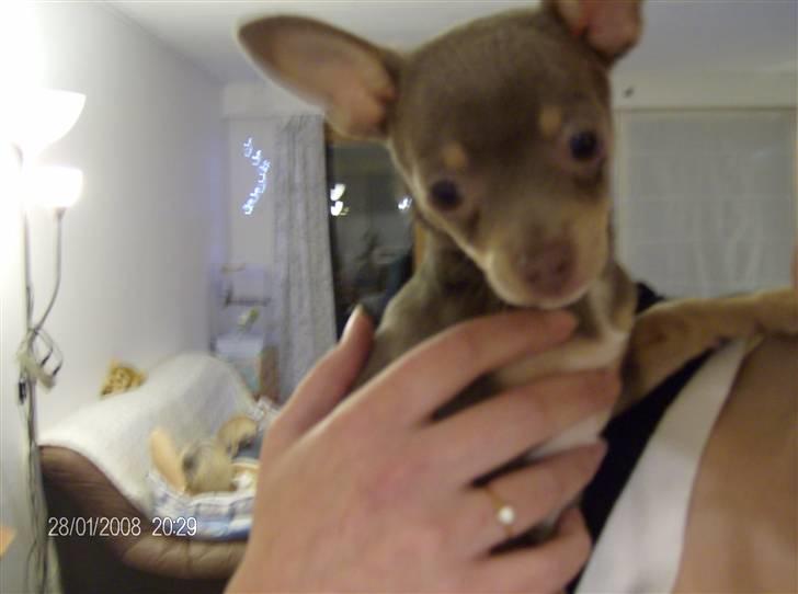 Chihuahua Shelby *03.10.* billede 16