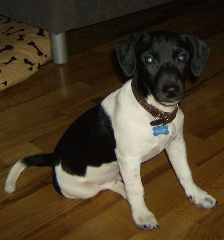 Jack russell terrier Turbo - jeg har lært at sitte =) billede 13