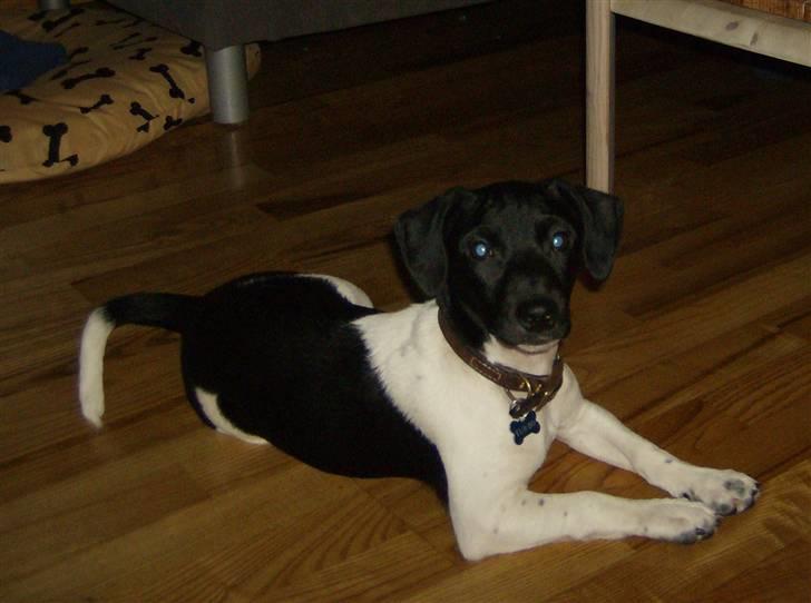 Jack russell terrier Turbo - og dække =) billede 14