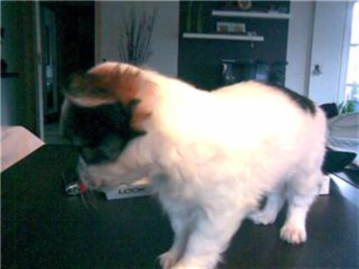 Chihuahua Dalina - flot model stilling ;):D billede 1