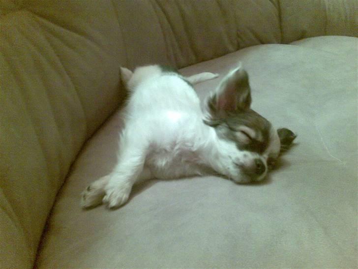 Chihuahua Dalina - Tager mig lige en lur på sofaén;) billede 2