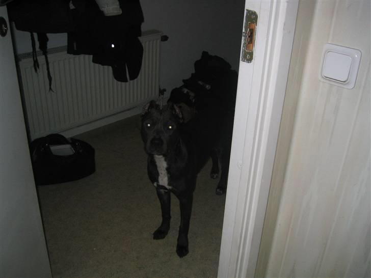 Amerikansk staffordshire terrier Perle billede 6