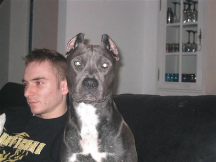 Amerikansk staffordshire terrier Perle billede 7