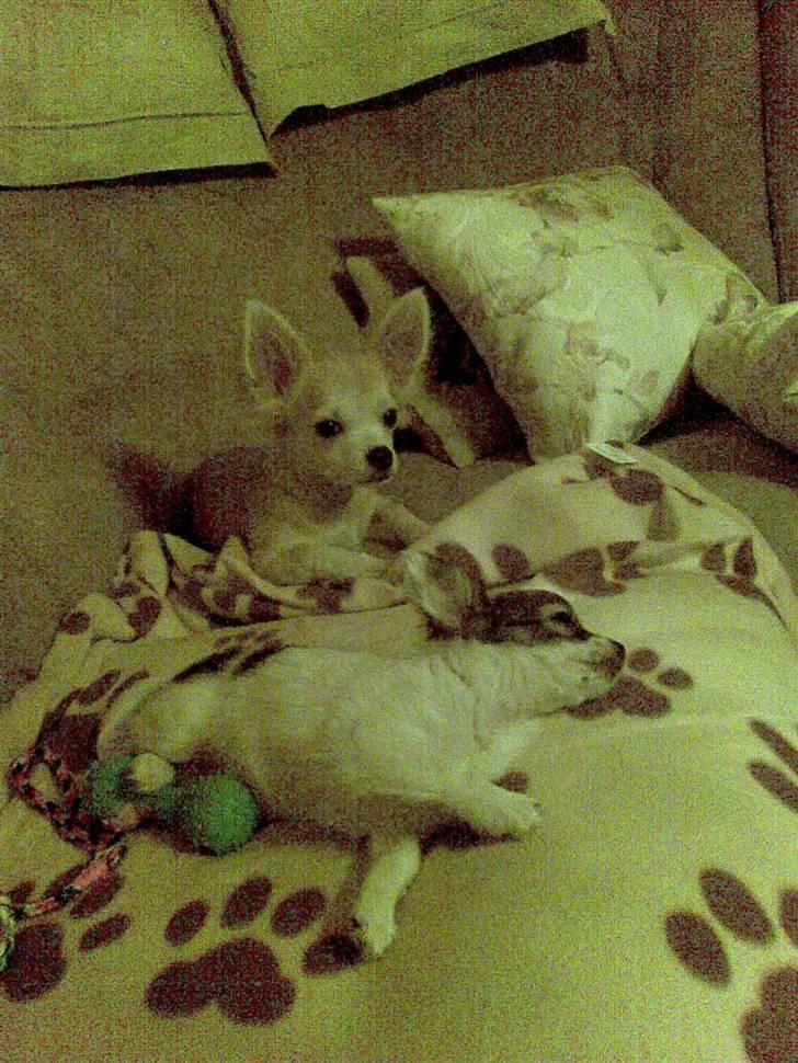 Chihuahua Dalina - Slapper af sammen med Dario ;) billede 3