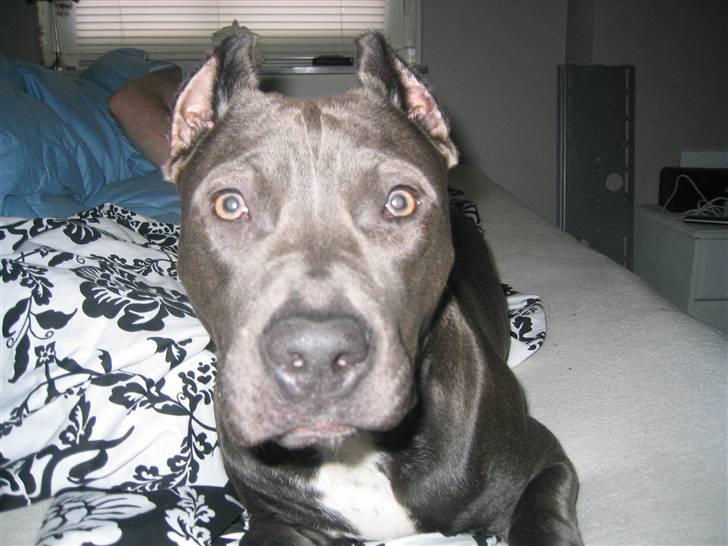 Amerikansk staffordshire terrier Perle - Uha lige vågnet... hvad er det du laver mor??? billede 8