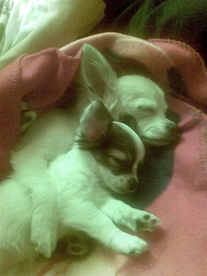 Chihuahua Dalina - Sover i ske med Dario :D billede 4