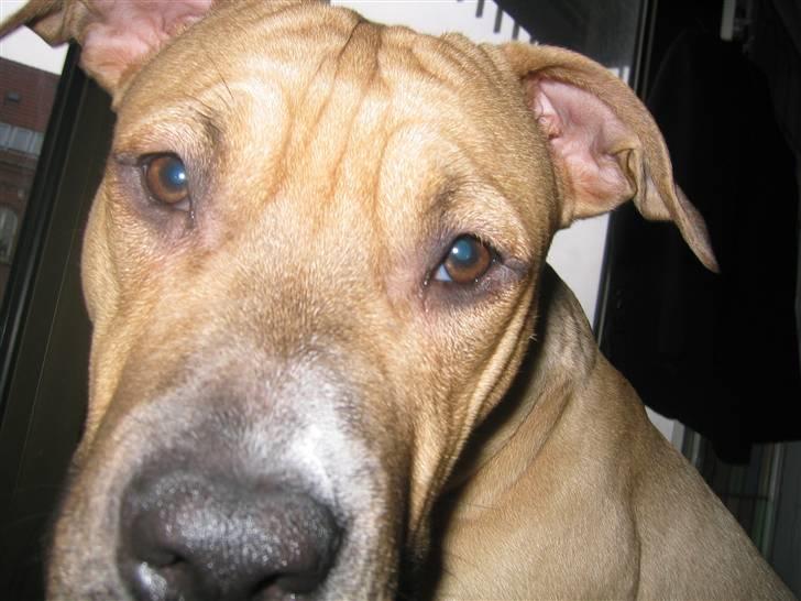 Amerikansk staffordshire terrier Perle - Chico (Perles kæreste) billede 9