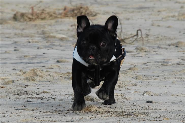 Fransk bulldog Æmmert - Hold da op, hvor kan jeg løbe stærkt.  billede 11