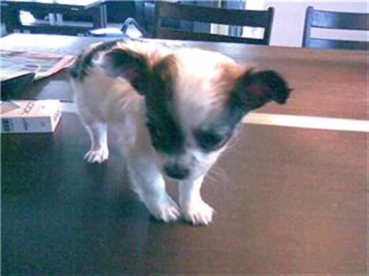 Chihuahua Dalina - Dalina som 6 uger og lidt genert :) billede 5