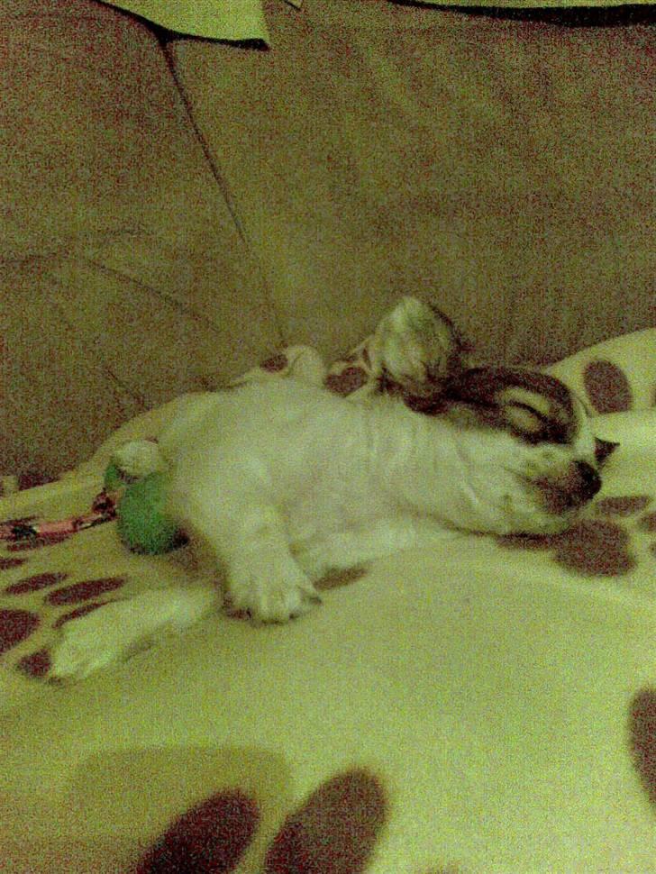 Chihuahua Dalina - Tager lige en ekstra lur på sofaén ;) billede 6