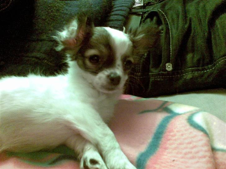 Chihuahua Dalina - Er lige vågnet :D billede 7