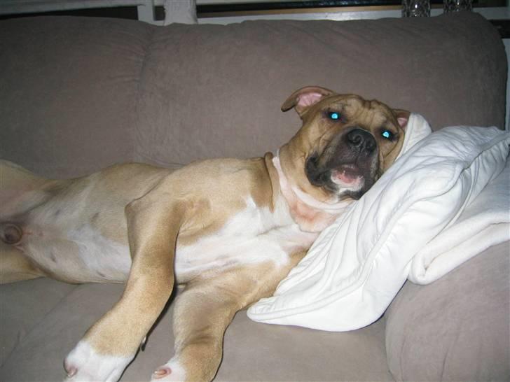 Amerikansk staffordshire terrier Perle billede 10