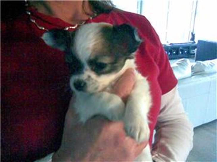 Chihuahua Dalina - Kær ikk :D billede 8