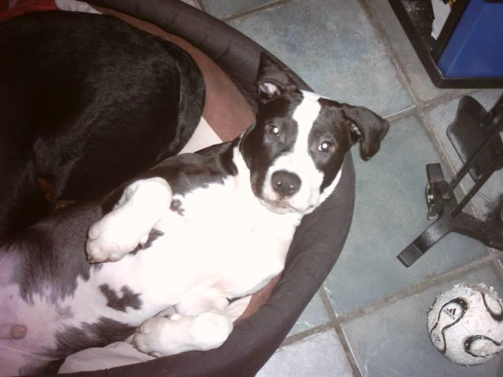 Blanding af racer Amstaff/AmBull Tyson billede 6