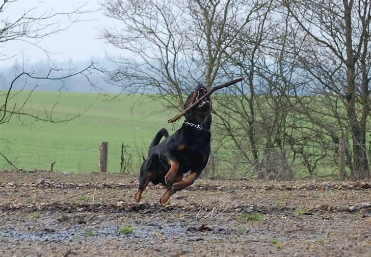 Rottweiler Heitah's Miro billede 11