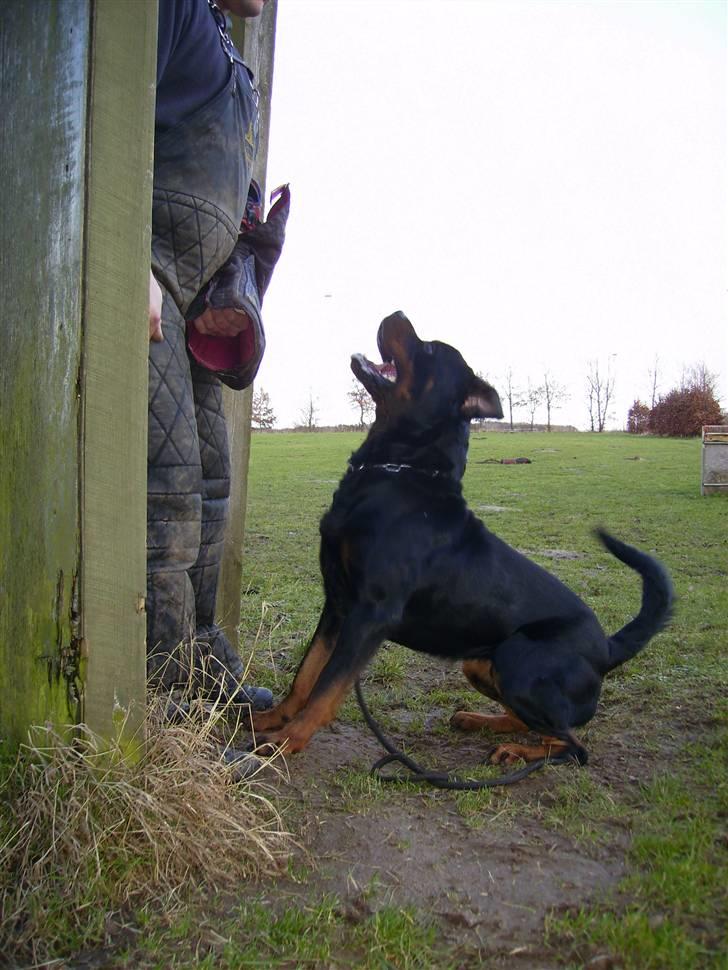 Rottweiler Heitah's Miro - Standhals i gruppe C billede 12
