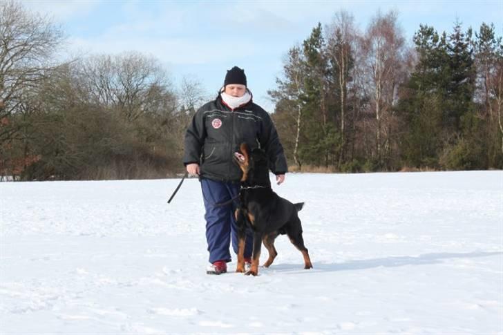 Rottweiler Heitah's Miro billede 13