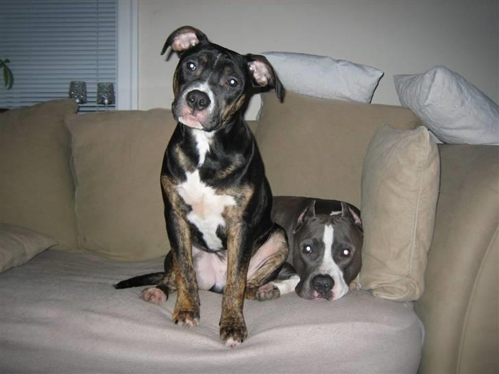 Amerikansk staffordshire terrier Flux Iso And billede 10