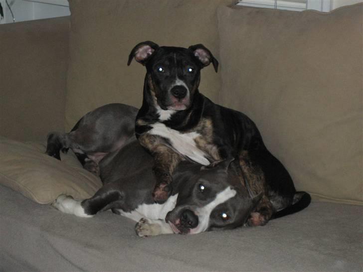 Amerikansk staffordshire terrier Flux Iso And billede 11