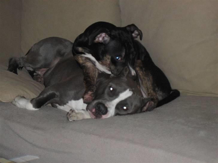 Amerikansk staffordshire terrier Flux Iso And - Mig og min halv lille bror, vi elsker at putte ;O) billede 12