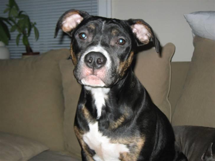 Amerikansk staffordshire terrier Flux Iso And billede 13