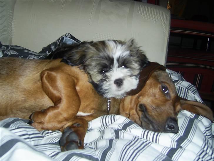 Gravhund kurt - Kurt og Cocio putte nusser.. er de ikk skønne?? billede 12